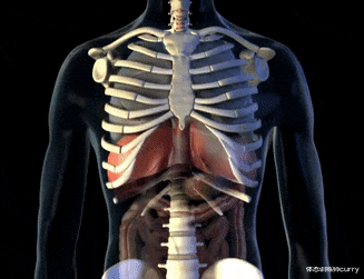 |肋骨外翻不美，健康问题很多！一套训练方法帮你轻松改善