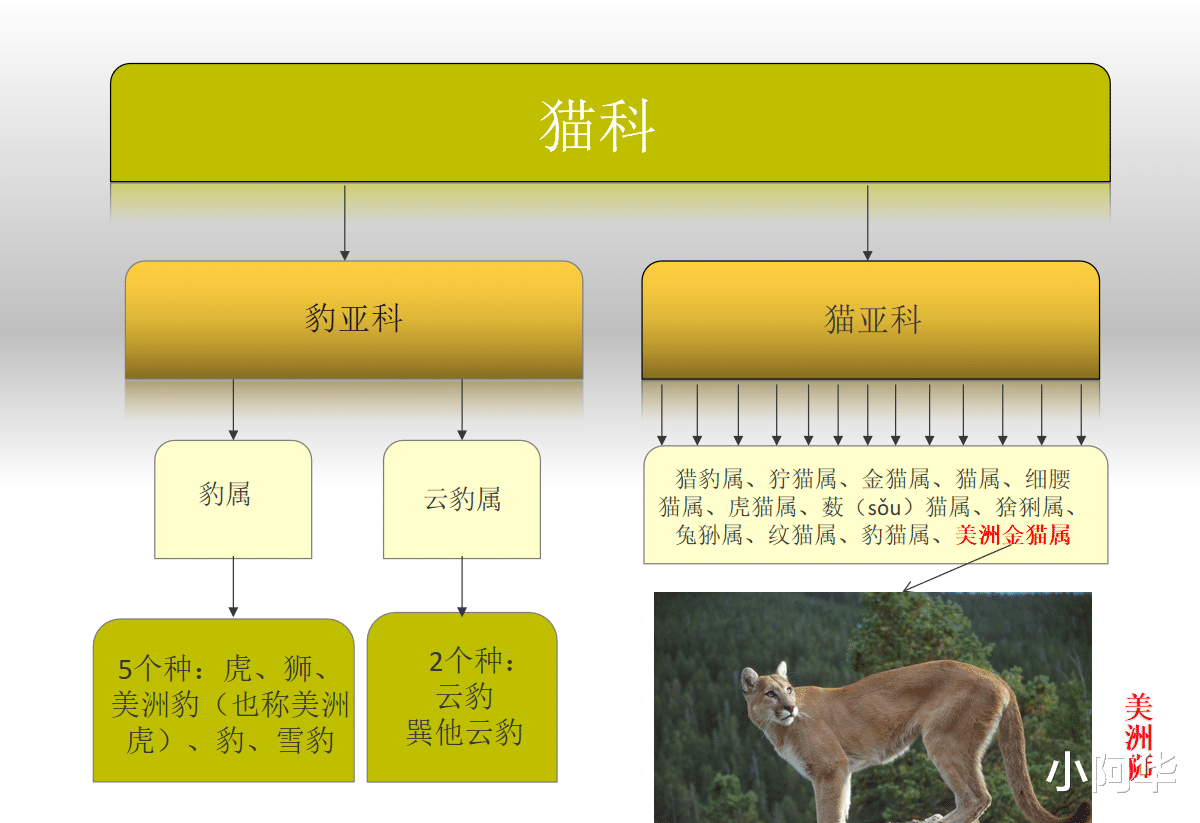 记录美洲狮!