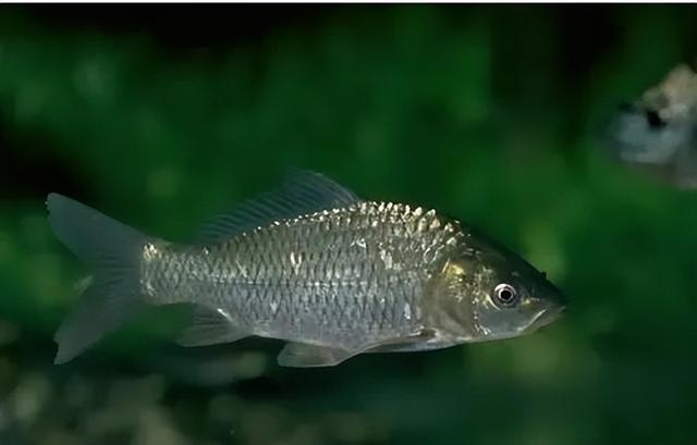 |深秋降温钓大鲫,这样抓口,跑鱼率降为零