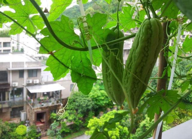 这2种常见的蔬菜,癌细胞讨厌,值得在家栽种,新鲜健康无污染