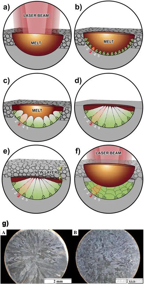 Nature子刊：通过预增材制造微合金化调整可生物降解铁基合金的粒度