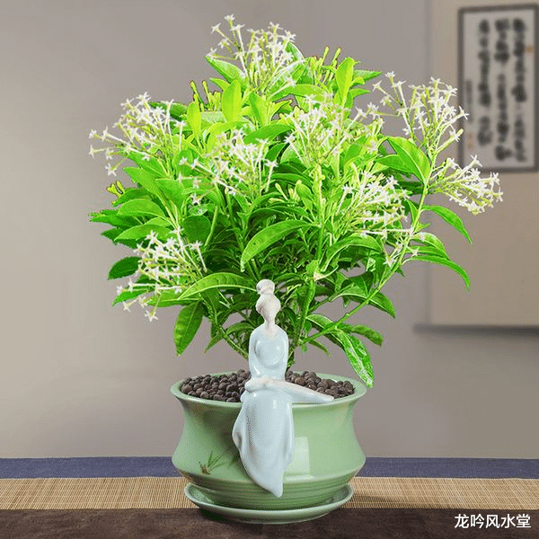 招聘|龙吟师傅提醒你,摆这些植物在办公室时千万要慎重