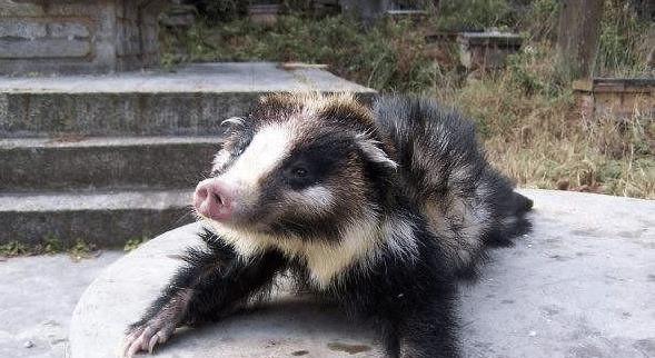 猪獾在山里什么地方呆?