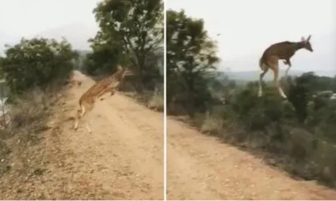 印度出现“会飞的鹿”，将“空中漫步”演绎到极致，路人都惊呆了