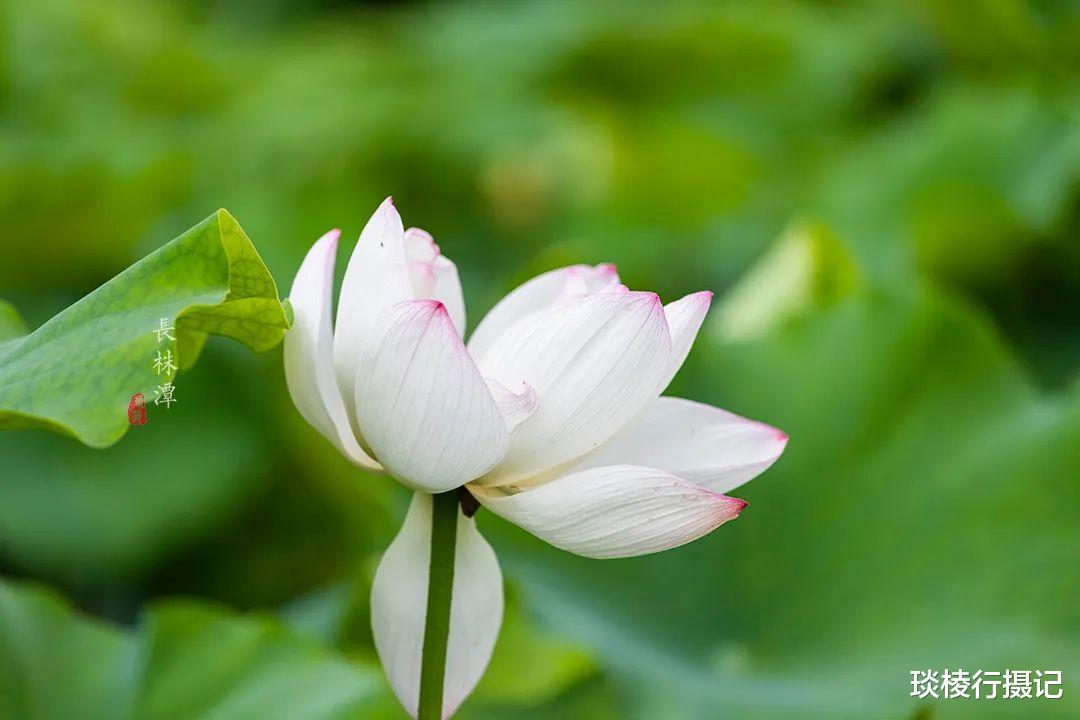 荷花|夏日亲子打卡地推荐,投资20亿的长株潭“后花园”