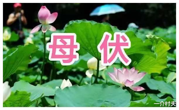 明日入伏,今年是公伏还是母伏?入伏下雨好不好?俗语这样说