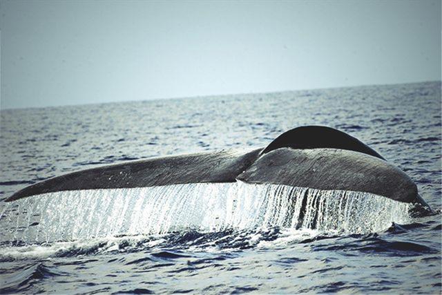 多少头虎鲸能杀死16米蓝鲸?一场几小时的海湾激战,结局不出所料