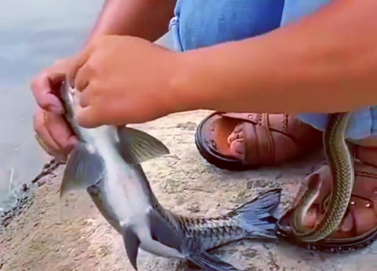 饵料|最狠钓鱼佬!“长虫”都已经钻进了裤裆,依旧能淡定遛鱼