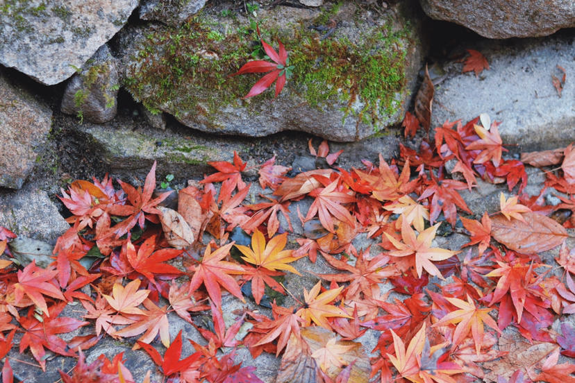 大别山|大别山秋色|从马鬃岭到天堂寨,从安徽到湖北