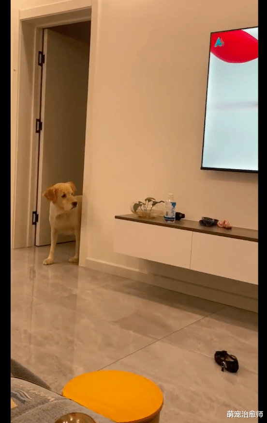 狗狗看到电视上的熊消失后，跑到房间里找：我看它往这边走的啊！
