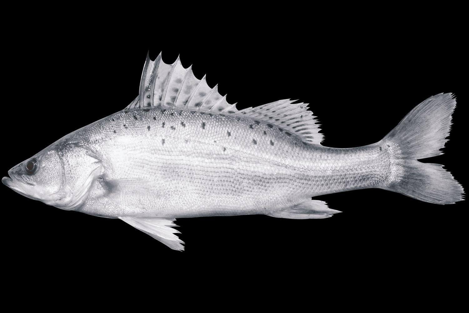 海钓|垂钓频率最高的6种海鱼，你都钓过吗？