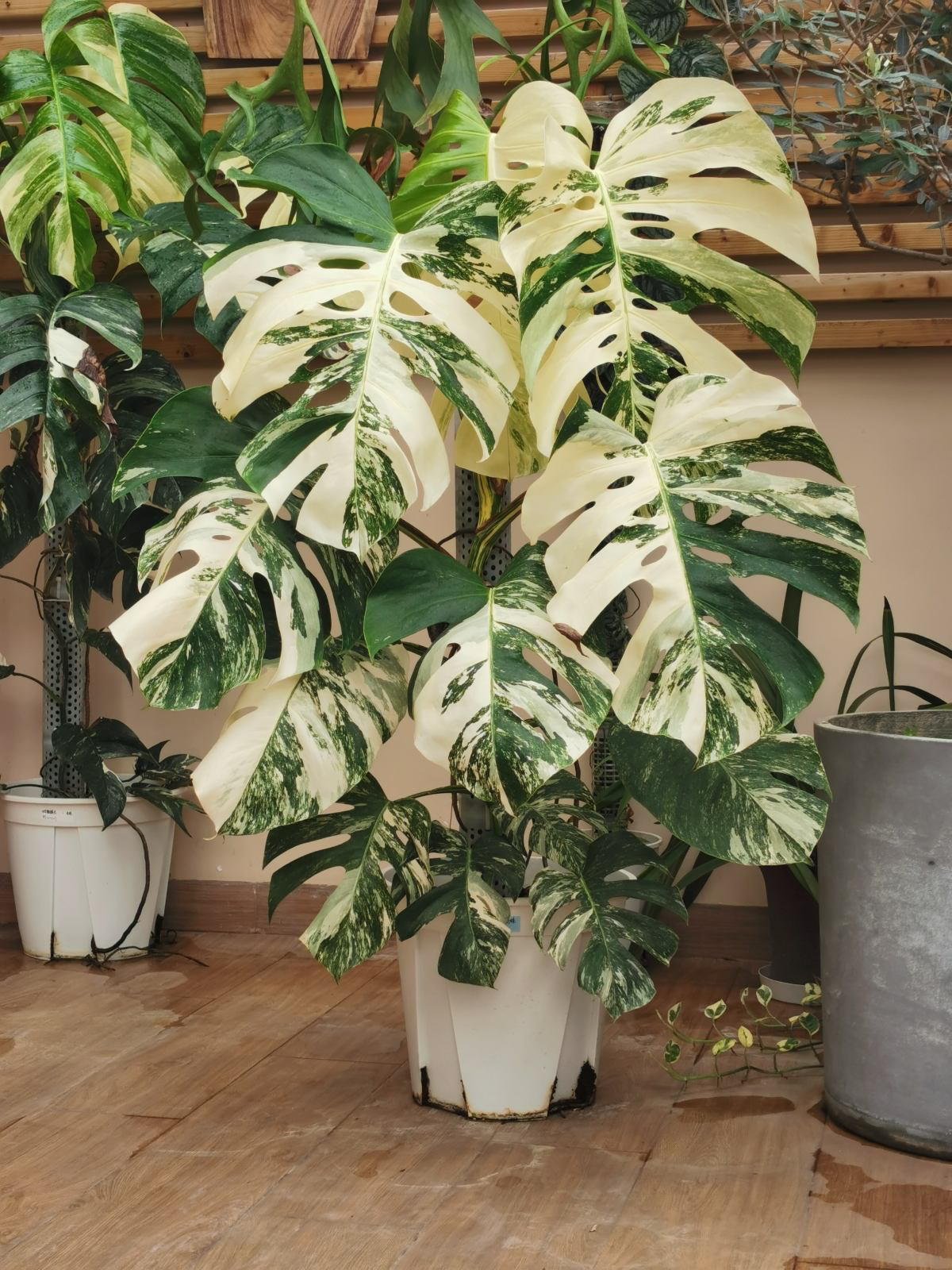 6种“健康花”，摆在客厅吸废气，有利健康，养人旺家