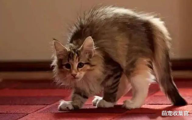 摸一下就弓背,猫咪身上的这个有趣的开关,你知道吗