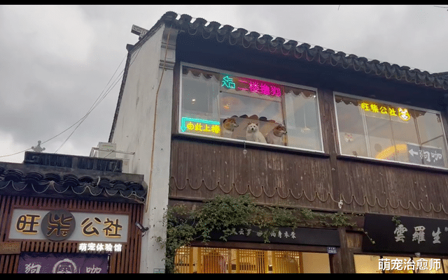 撸狗店里的狗，为了招揽生意坐在窗边，看到人就嚎叫，操碎了心呀