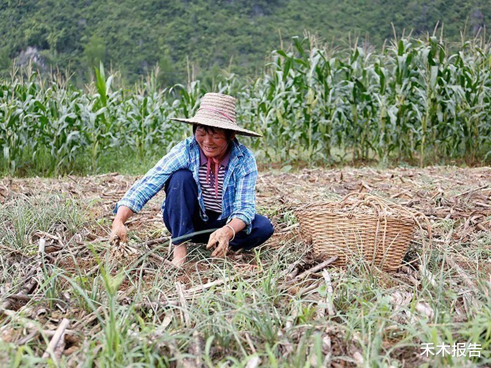 被誉为“菜中灵芝”,含钙比牛奶高,不少农民抢着挖,可别错过了