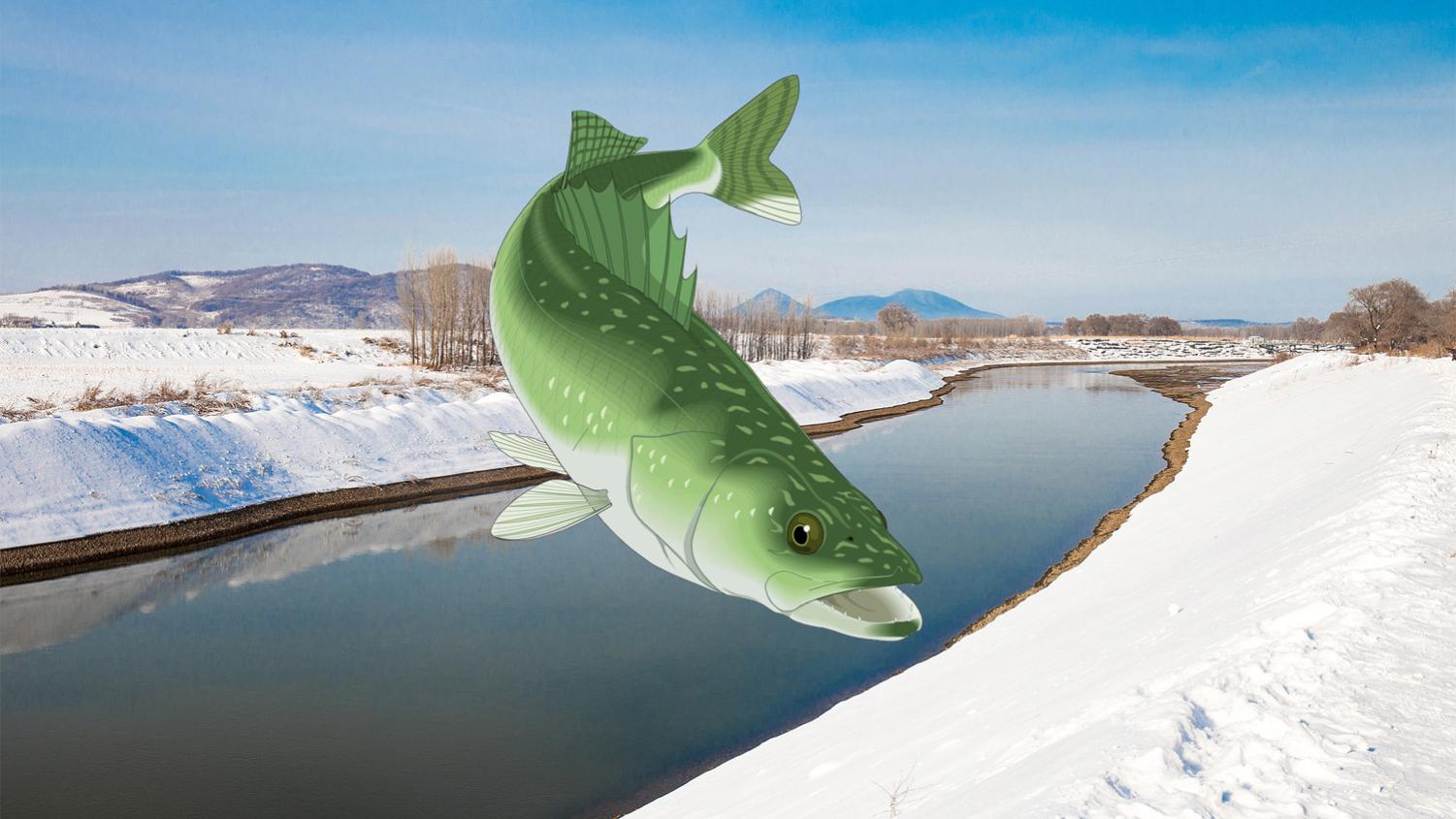 |冬天怎样钓青鱼？关键是寻找鱼窝、鱼饵味型和打窝技巧