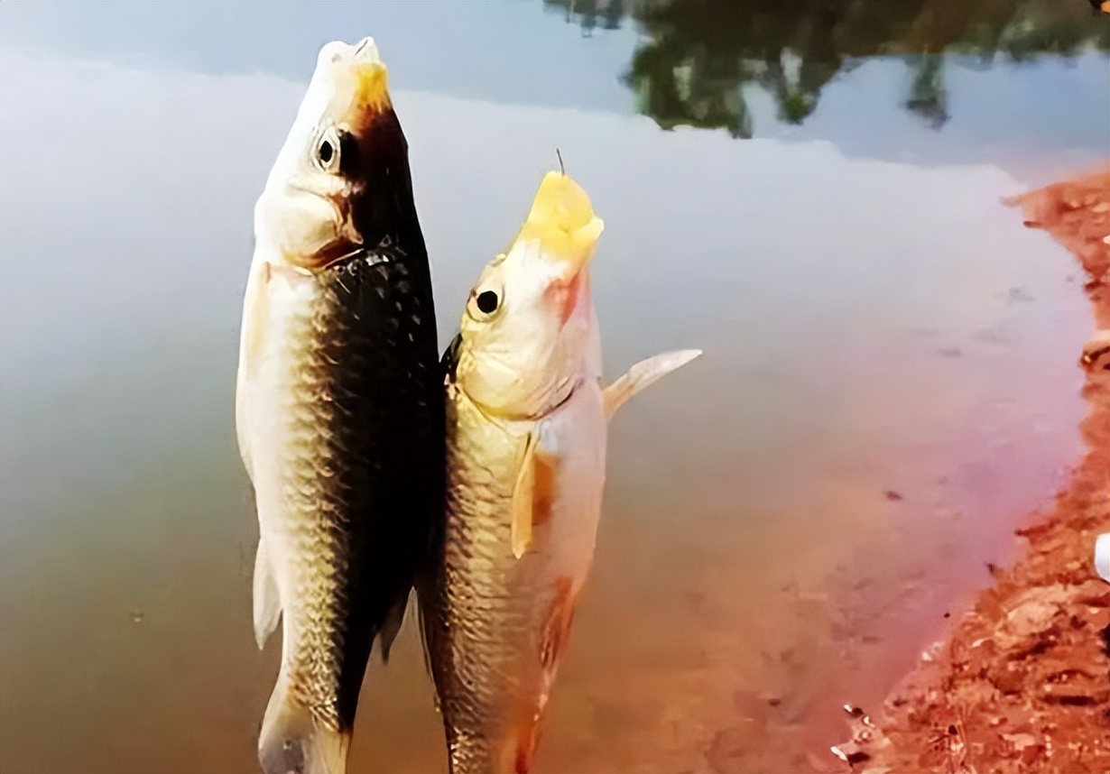 |夏季天气炎热，还傻傻地在太阳下晒？鱼不开口，是因为钓法没用对