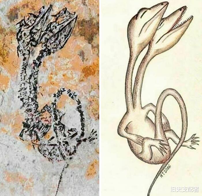 20个极为罕见的古生物化石,颠覆你对古代生物的想象