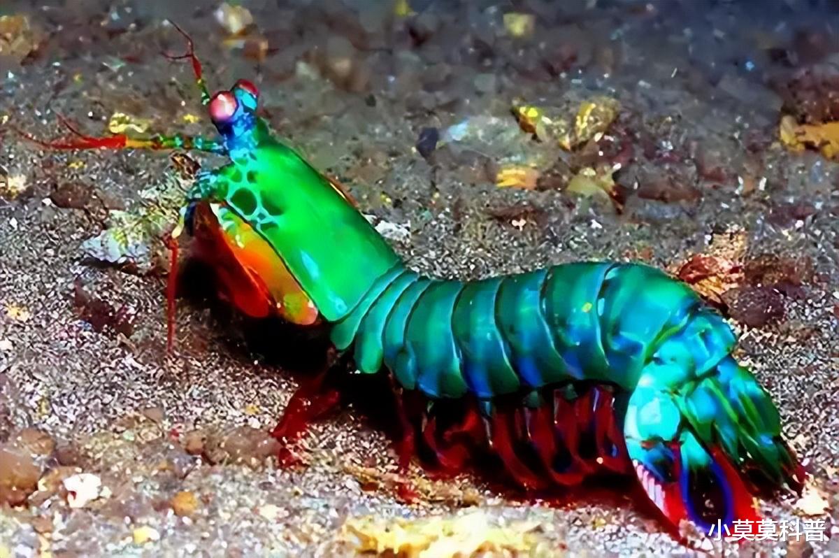 盘点世界上最美丽的十种海洋生物,每个都超乎想象,你见过几个?