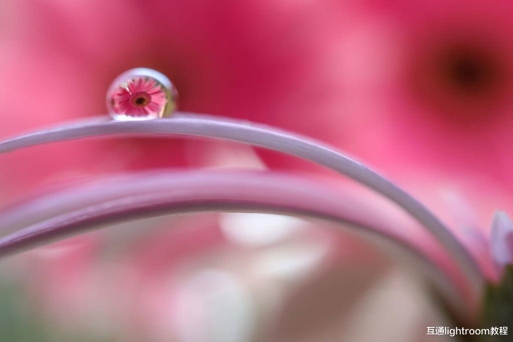 怎样拍出漂亮的水珠花朵照片,试试这几个技巧!
