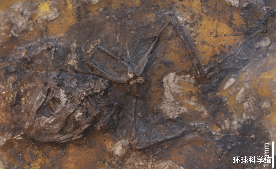 青蛙交配时死亡,化石4500万年后被人类围观,研究:交配时淹死的