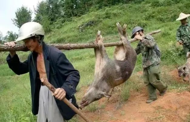 3头野猪冻死在南京路边?野猪耐低温能力很强,应尽快查明死因