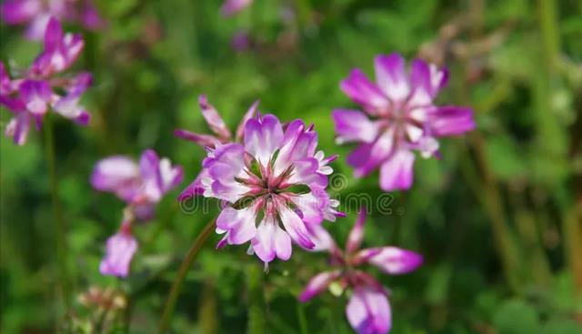 蜂蜜|黄芪比枸杞、人参更厉害？黄芪有什么功效和副作用？