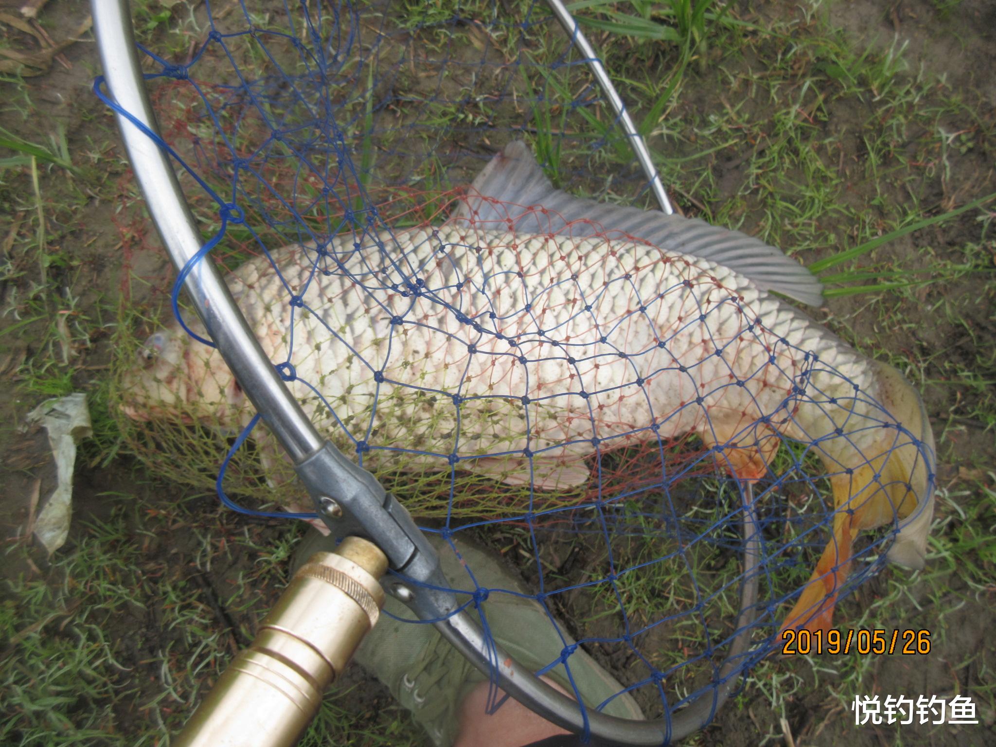 国语|50多年的钓鱼史教会我,小钩简饵也能钓到大鱼
