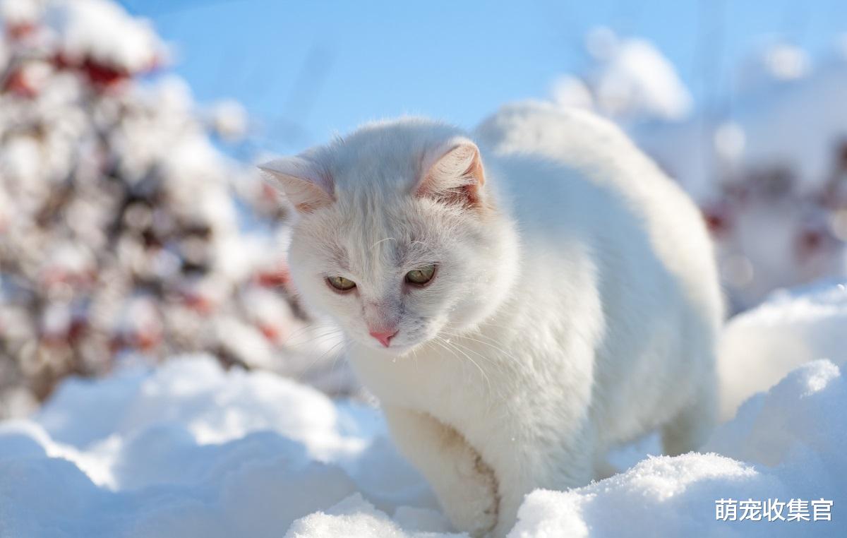 在寒冷的冬季，注意这七件事，让猫咪度过一个温暖的冬天