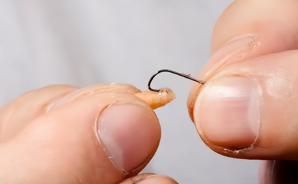 昆虫|这三种昆虫作饵是钓鱼利器,效果远超普通饵料,但要注意两点