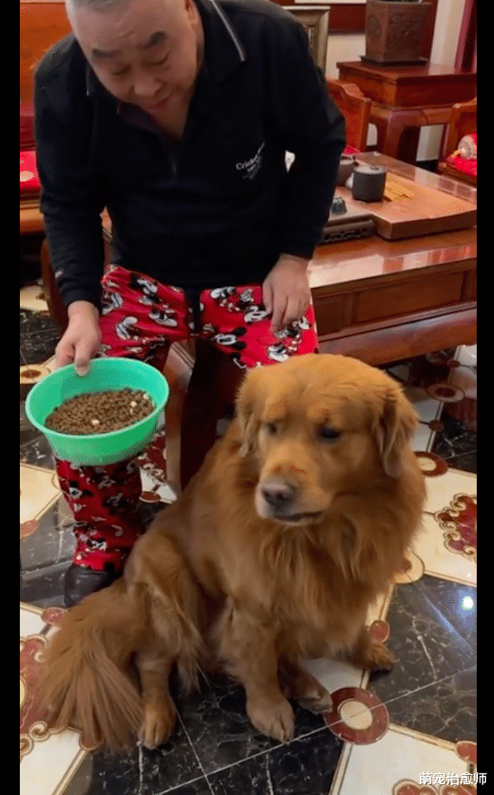金毛挑食不吃饭，姥爷把狗粮端到厨房一顿假操作，它吃得比谁都香