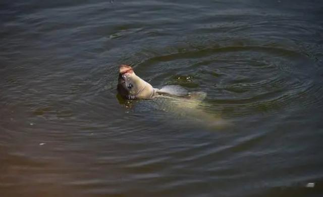 |盛夏天热鱼也热，野钓打窝很关键，找对方式才是爆护的前提