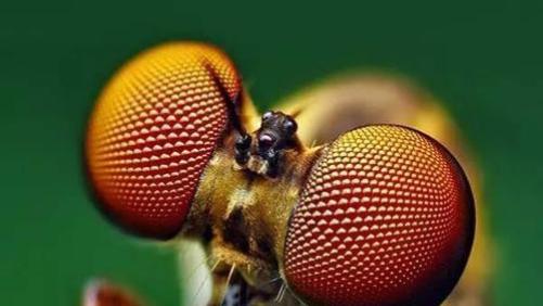 世界上眼睛最多的生物是什么？