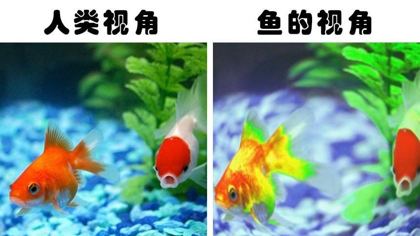 动物眼中的世界有何不同？盘点7种动物所看到的这个世界的样子