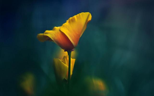 |能力远超男人的生肖女，职场上威风十足