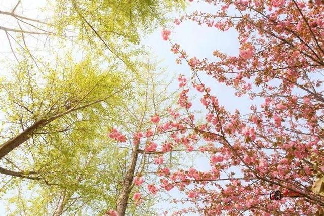 咸阳湖景区|最美咸阳湖景区 邀你共赴繁花盛宴