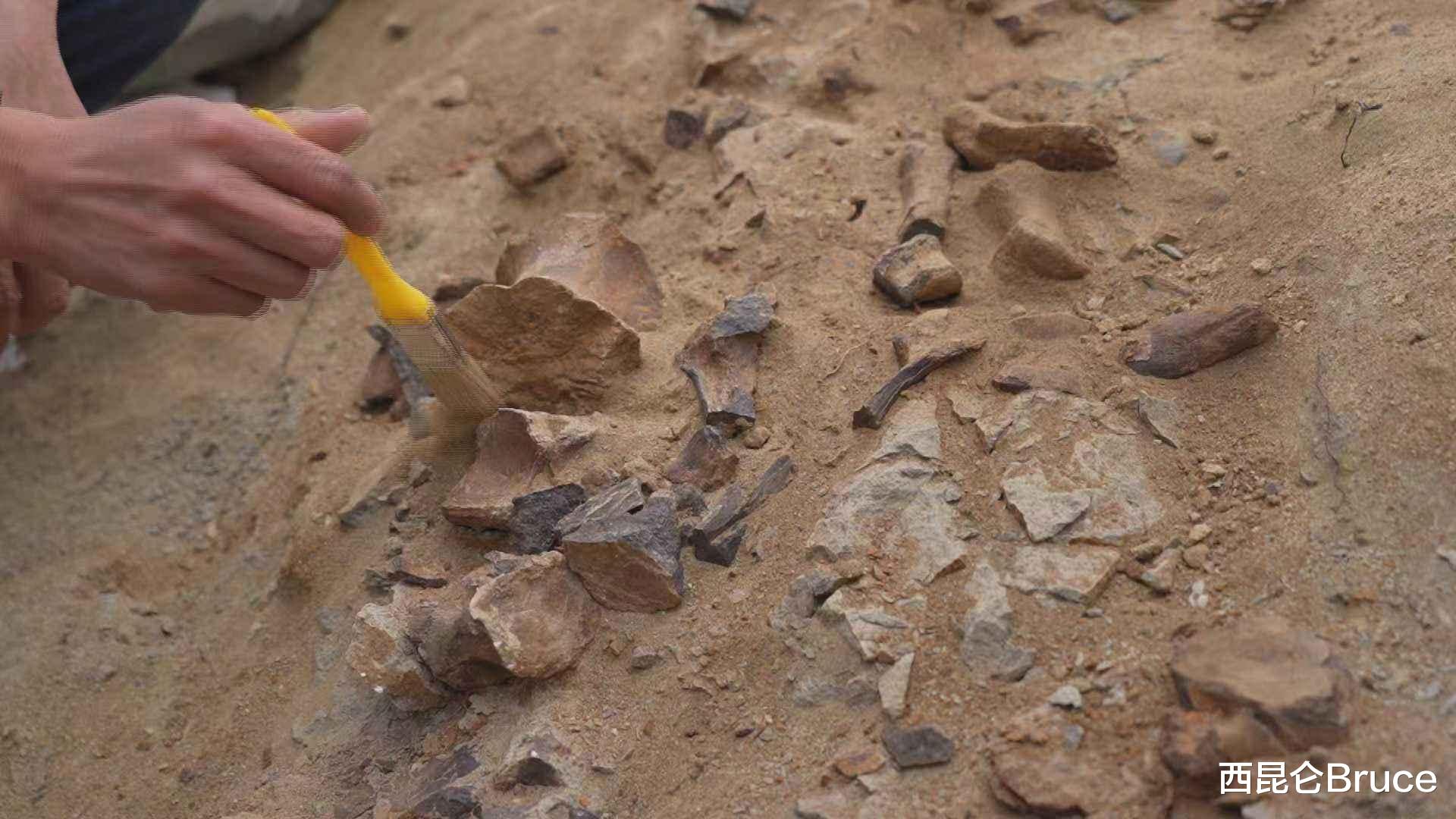 内蒙古要火了！一处新的恐龙化石被发现，距今1.25亿年，价值极高