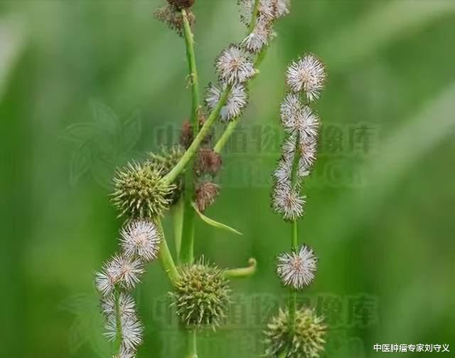 营养不良|分享一味抗癌中药——三棱,破血行气、消积止痛,可用于多种癌症