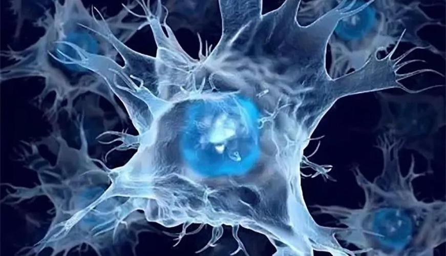 我们有望实现永生?科学家找到了能无限分裂的细胞,已有5000万吨