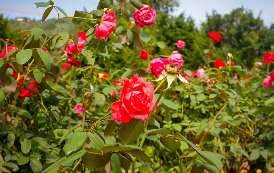 |秋日里的惊艳,开州的这个地方你去打卡了吗?