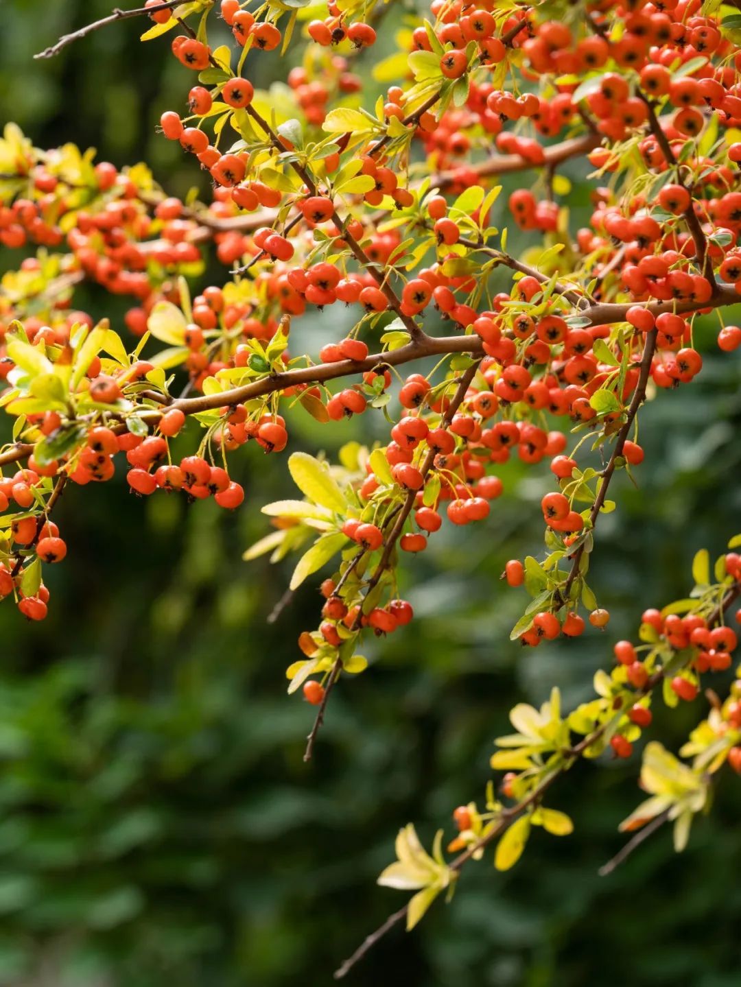 水果|8月份应季水果汇集！8月份吃这12种水果更适宜，水果控们别错过
