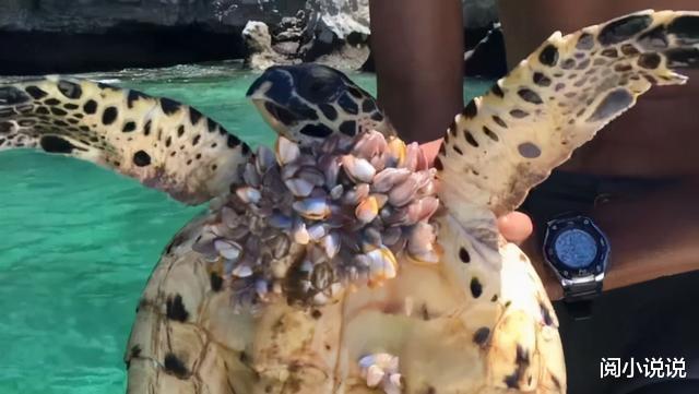 海洋最低调的寄生者,到底有多可怕?把鲸鱼、海龟折磨得不成样子