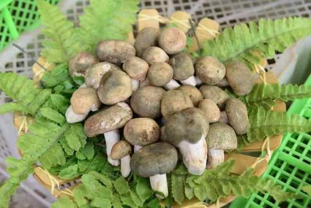 向导|云南易门花果山欢乐谷野生菌节让你嗨好、玩好