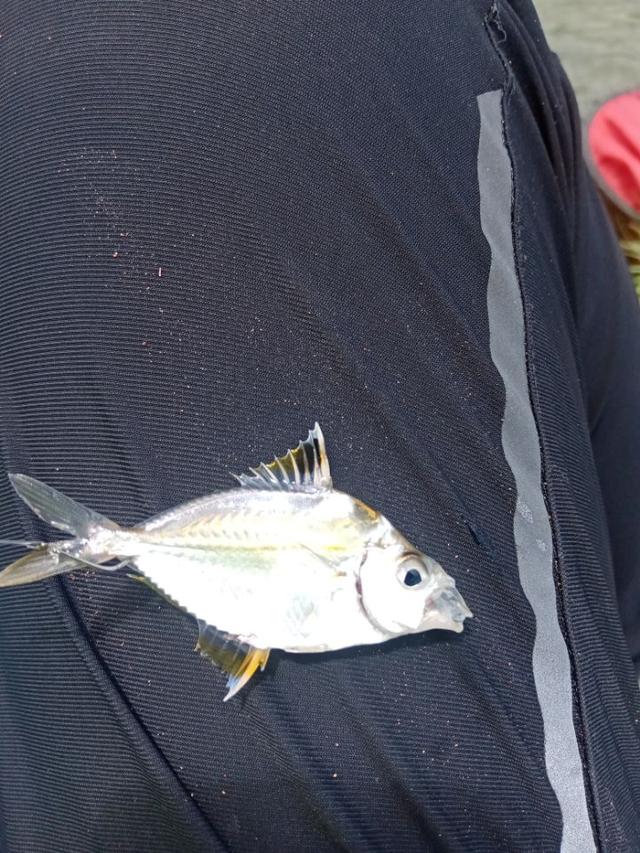 |2022年我还是那个称职的乌（鲻）鱼猎手！