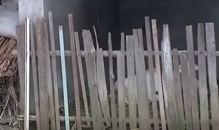 江苏母亲在鸡棚将女儿吊死,面对审讯满脸不屑:怀孕了