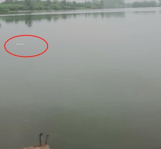 律师|许敏律师外出钓鱼,鱼被网子捞起暗示一网打尽,网友:天要亮了