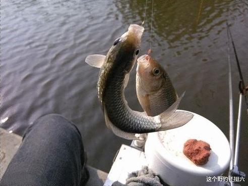 鲤鱼|初春钓鲫鱼谨防鲤鱼凑热闹!留意两种漂相行为,鲫鱼鲤鱼钓过瘾!