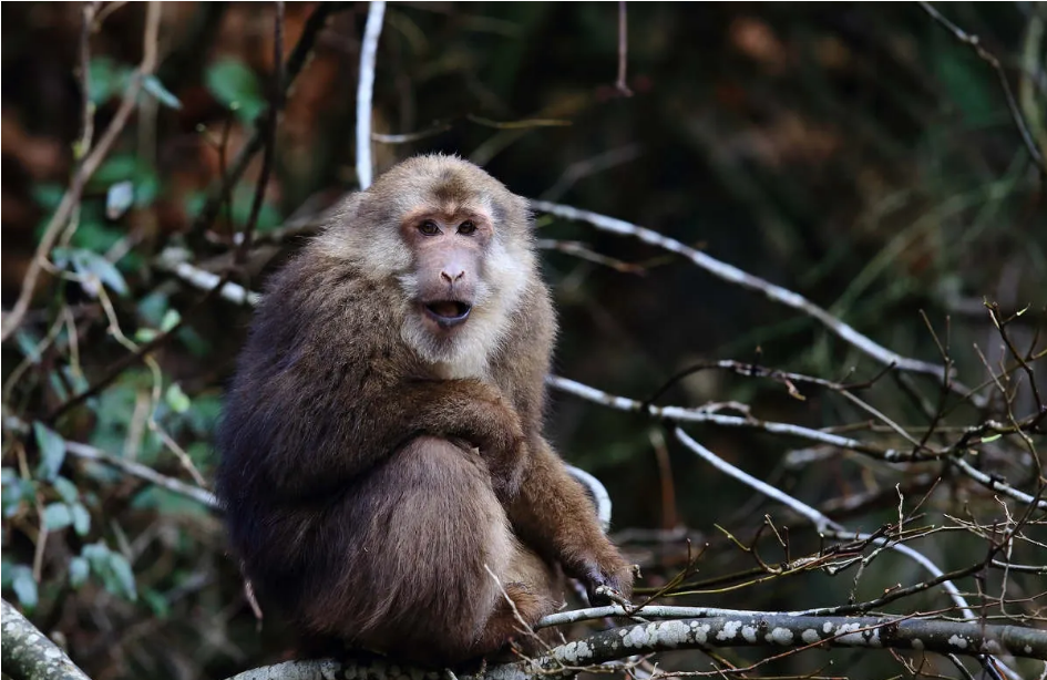 峨眉山|峨眉山“人猴大战”频发，猴王被击毙，为什么猴子时常攻击游客？