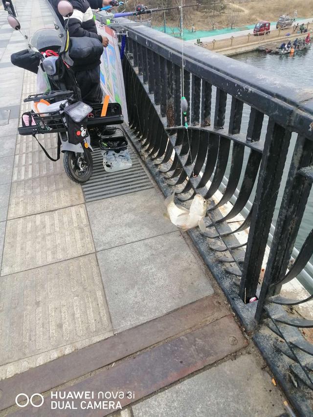 |桥筏钓板鲫，冷风挡不住钓鱼人的热情