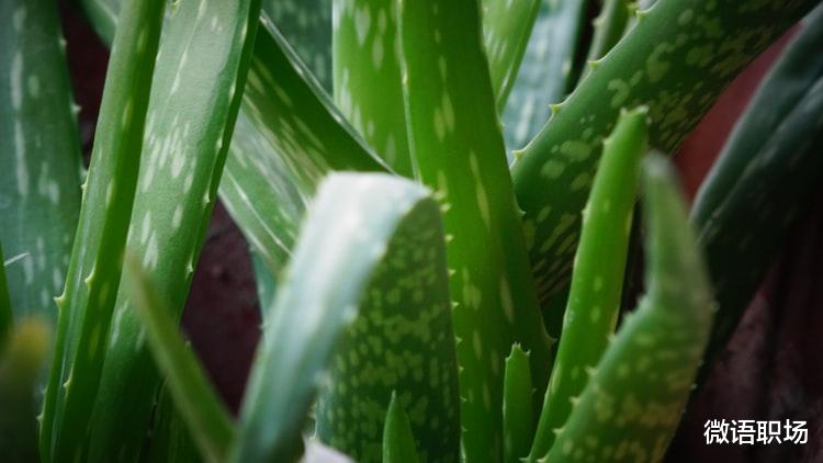 |职场晋升：领导想提拔你，从来不是看努力